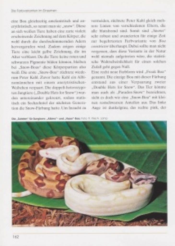 Boa constrictor – Die Abgottschlange